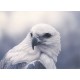 WATERMARK GREETING CARD WHITE BELLIED SEA EAGLE
